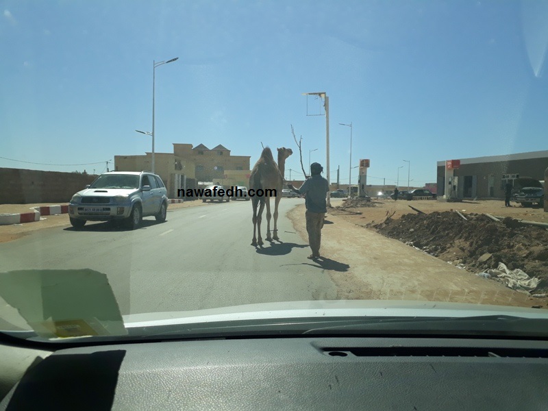 عناق البداوة والحضارة