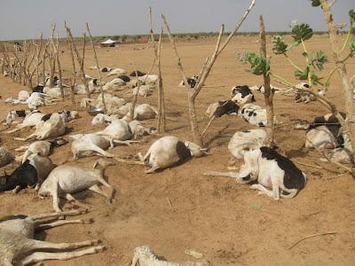 وزارة التنمية الحيوانية توضح حقيقة نفوق عدد من الأبقار في قرية امجنجر