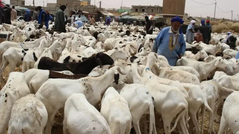 السعودية ترفع رسميا الحظر عن استيراد المواشي من موريتانيا